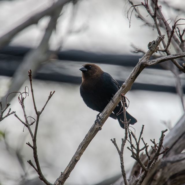 Brown-headed Cowbird
