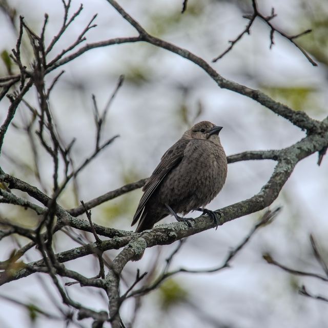 Brown-headed Cowbird