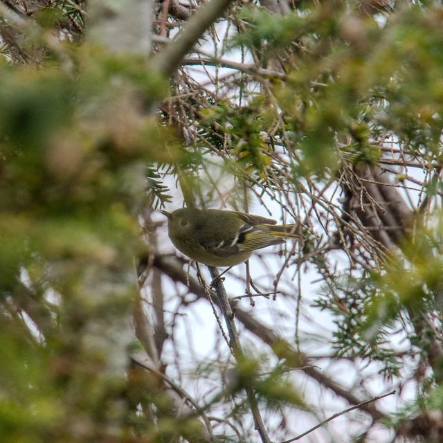 Ruby-crowned Kinglet