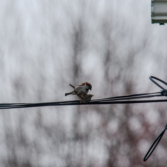 House Sparrow