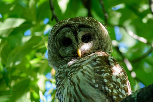 Barred Owl
