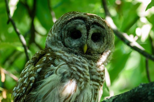Barred Owl