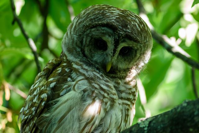 Barred Owl