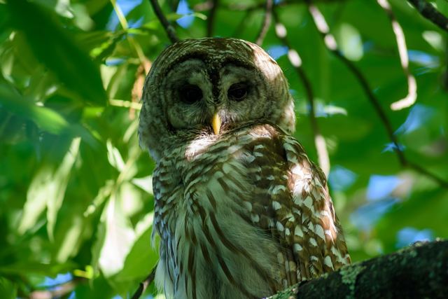 Barred Owl