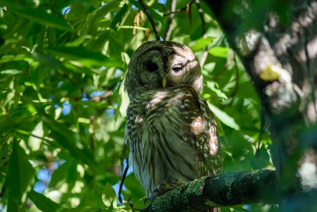 Barred Owl