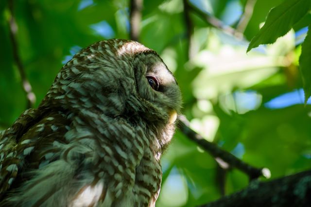 Barred Owl