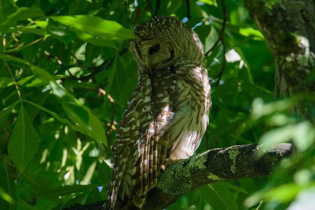 Barred Owl