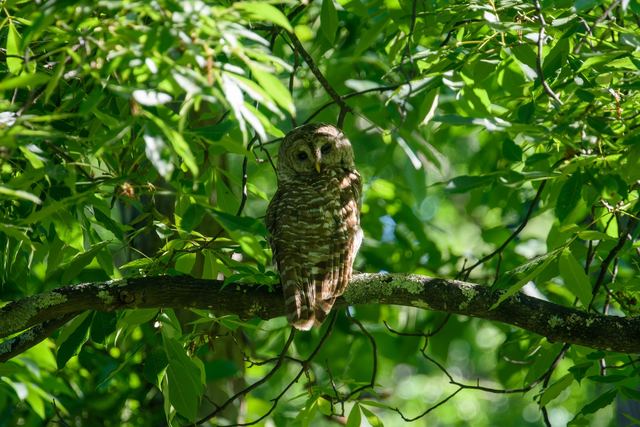 Barred Owl