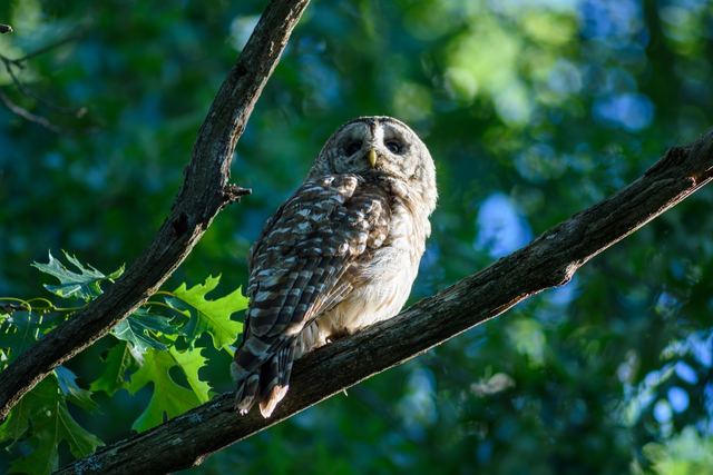 Barred Owl