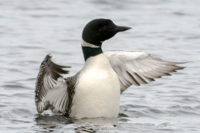 Common Loon