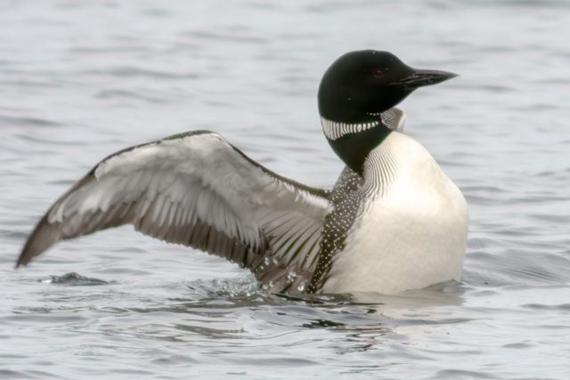 Common Loon