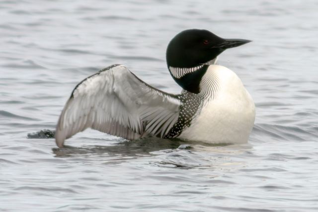 Common Loon