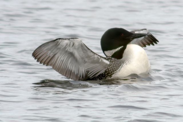 Common Loon