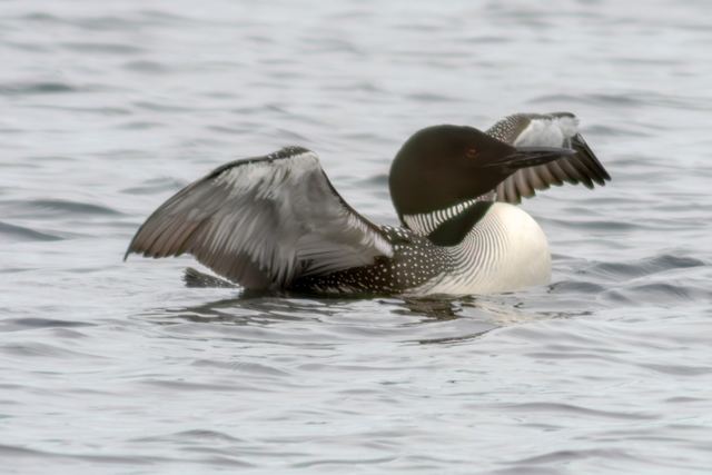Common Loon