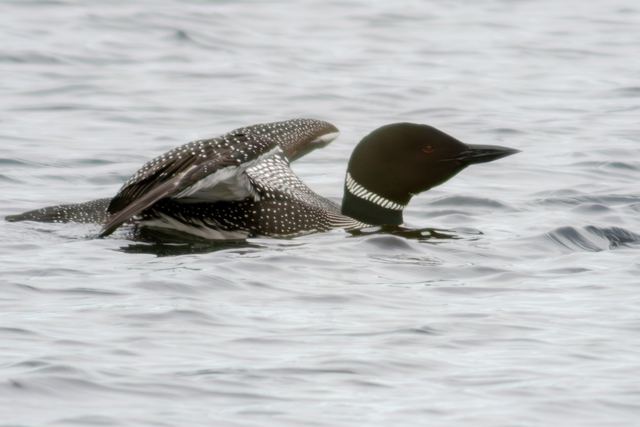 Common Loon