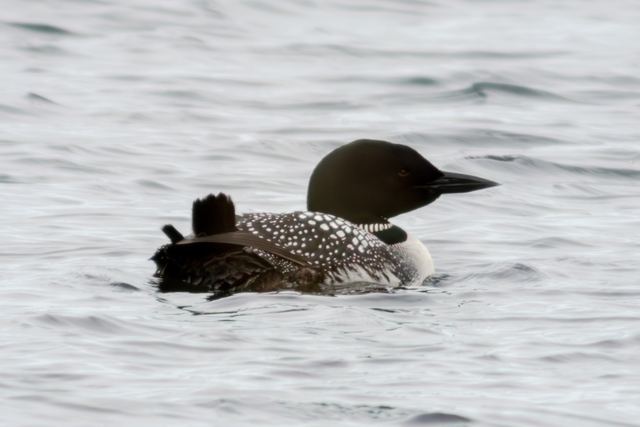 Common Loon