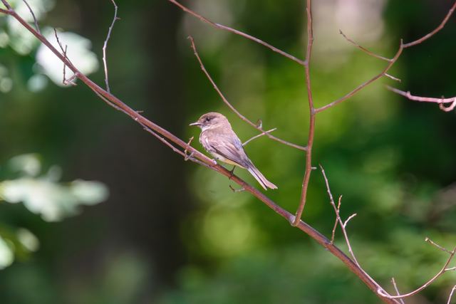 Eastern Phoebe