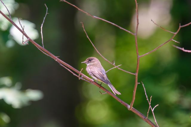 Eastern Phoebe