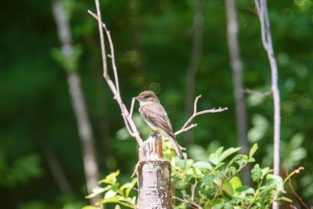 Eastern Phoebe