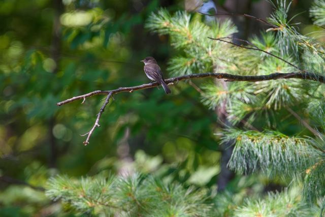 Eastern Phoebe