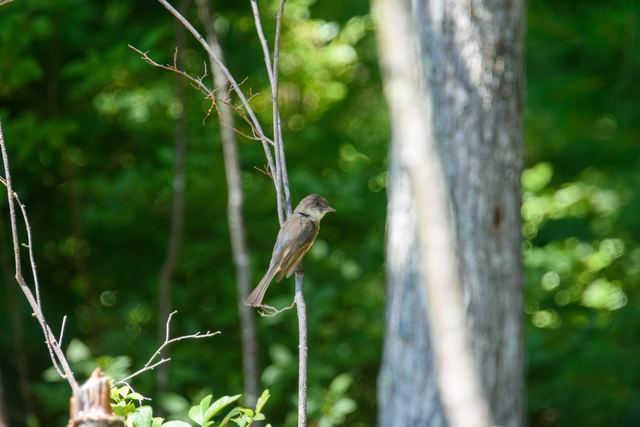 Eastern Phoebe