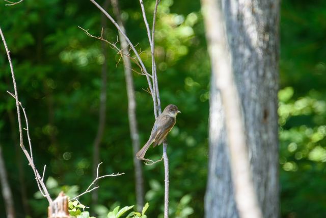 Eastern Phoebe