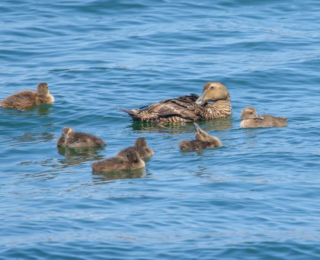 Common Eider