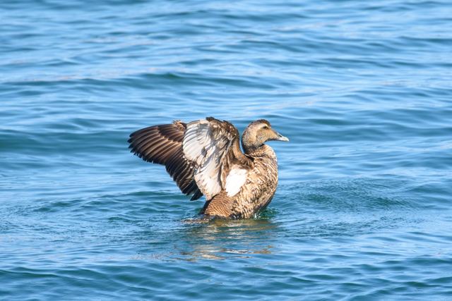 Common Eider