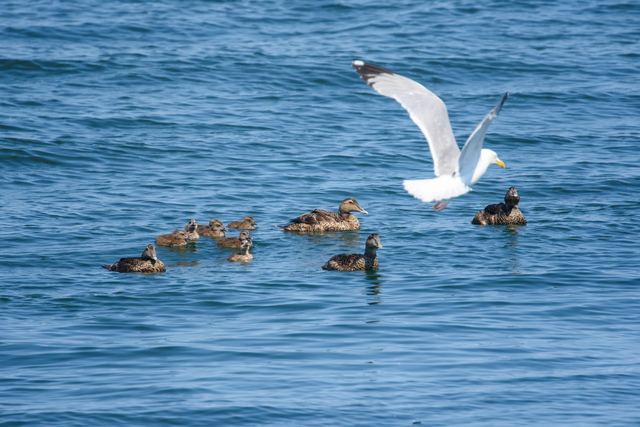 Common Eider