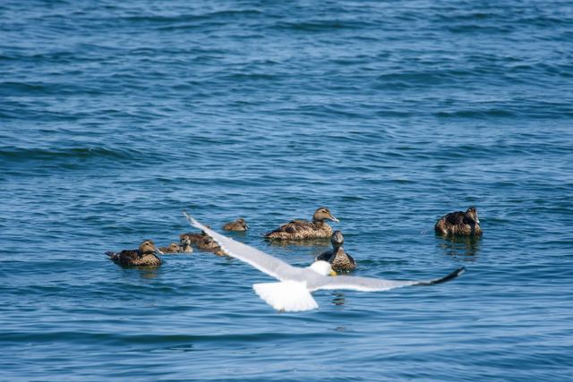 Common Eider