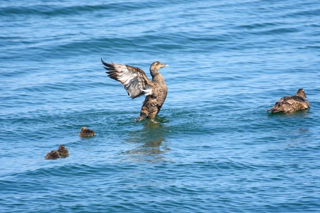 Common Eider