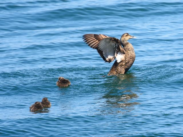 Common Eider