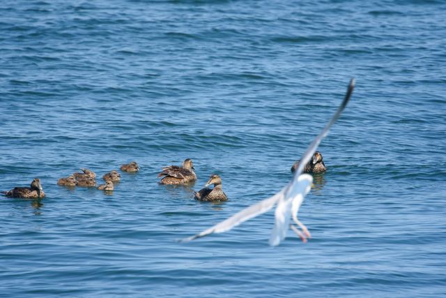 Common Eider