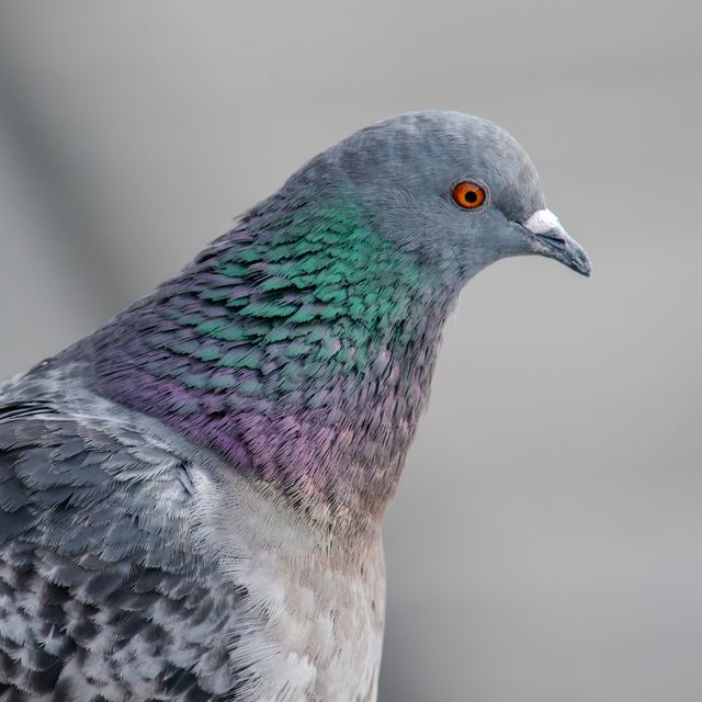 Rock Pigeon