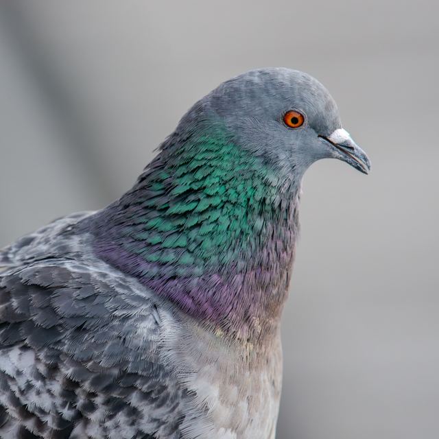 Rock Pigeon