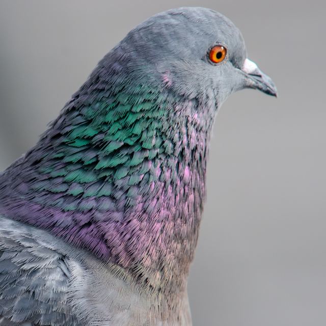 Rock Pigeon