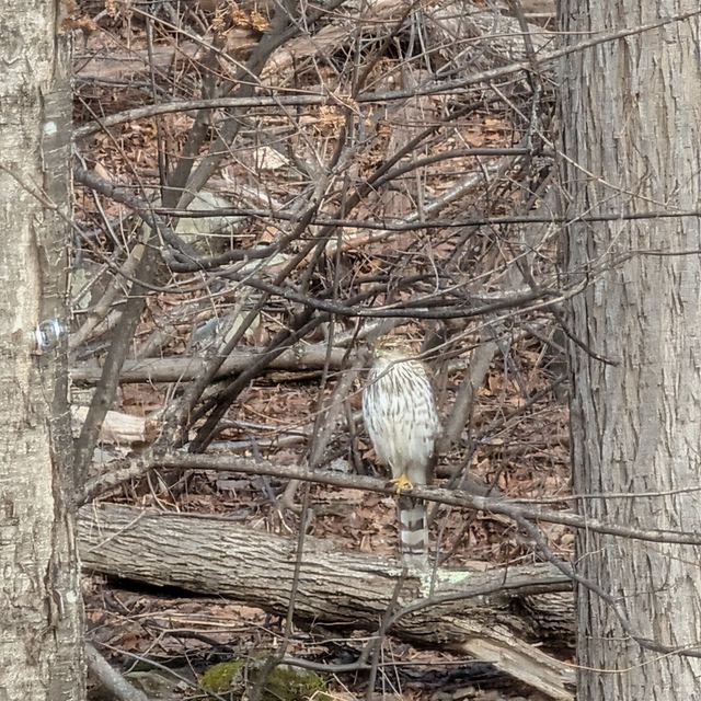 Cooper's Hawk