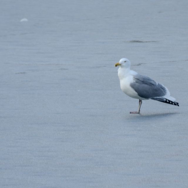 American Herring Gull