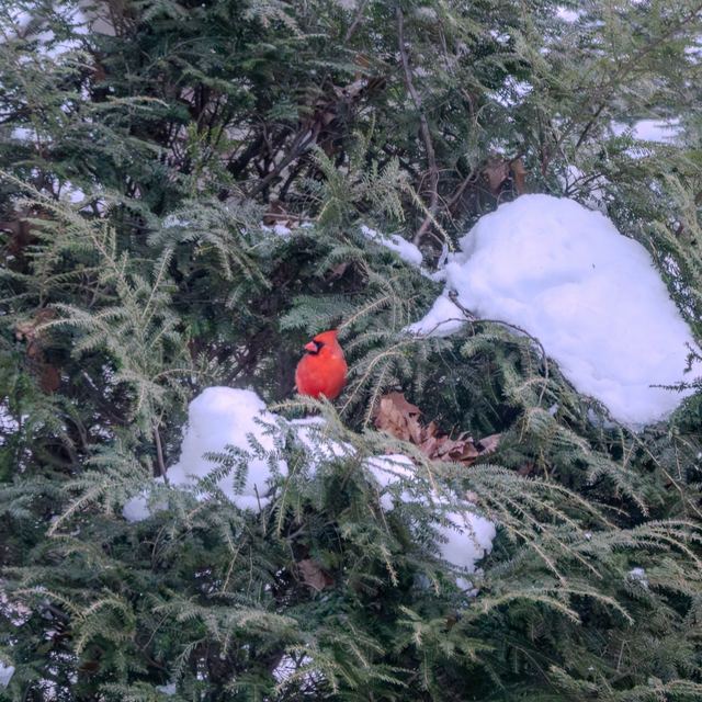 Northern Cardinal