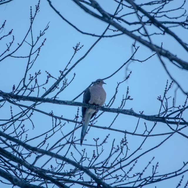 Mourning Dove