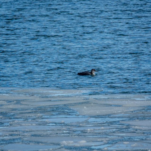 Common Loon