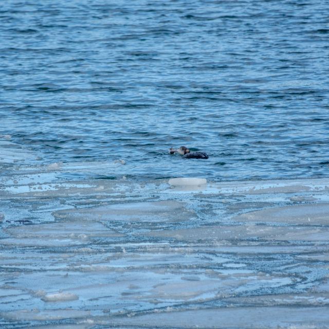 Common Loon