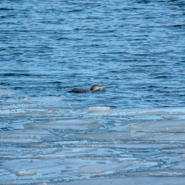 Common Loon