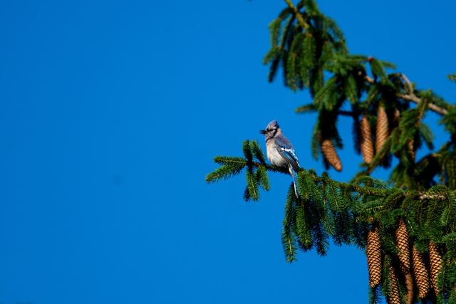 Blue Jay