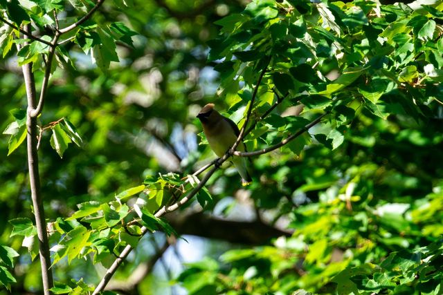 Cedar Waxwing