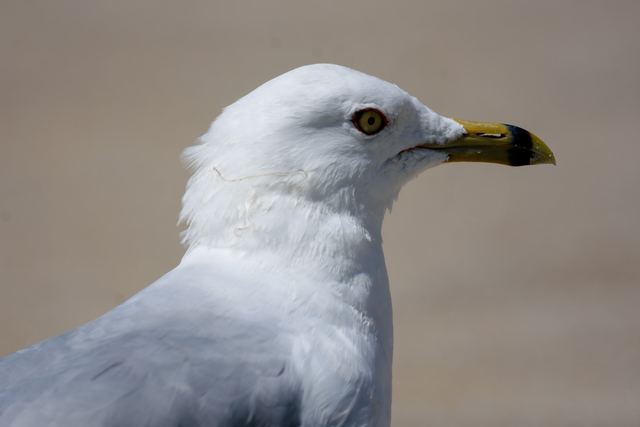 Ring-billed Gull