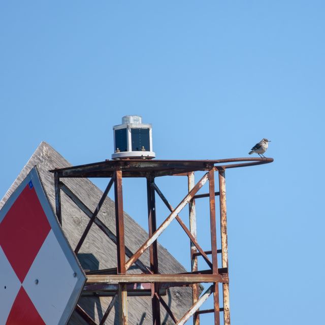 Northern Mockingbird