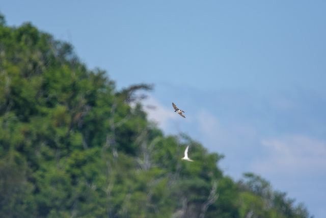 Tree Swallow