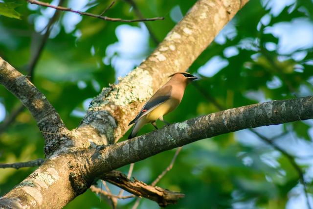 Cedar Waxwing