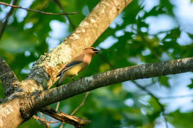 Cedar Waxwing